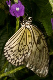 Unidentified Butterflies