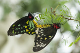 Cairns Birdwing (<em>Troides priamus</em>) - mating