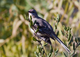 Northern Mockingbird