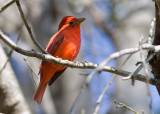 Summer Tanager (male)