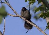 Gray Catbird