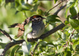 Swamp Sparrow