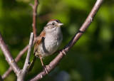 Swamp Sparrow