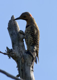 Northern Flicker