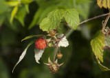 Wild Raspberry (<em>Rubus occidentalis</em>)
