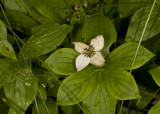 Buchberry (<em>Cornus canadensis</em>)