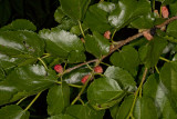 Black Mulberry Tree