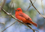 Summer Tanager