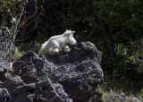 Mountain Goat (<em>Oreamnos americanus</em>)