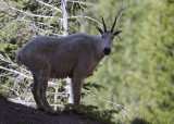 Mountain Goat (<em>Oreamnos americanus</em>)