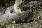 Wyoming Ground Squirrel  (<em>Spermophilus elegans</em>)