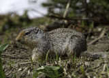 Wyoming Ground Squirrel  (<em>Spermophilus elegans</em>)