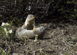 Wyoming Ground Squirrel  (<em>Spermophilus elegans</em>)