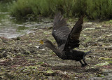 Double-crested Cormorant