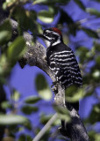 Nuttalls Woodpecker