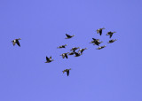 American Wigeon
