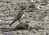 Horned Lark