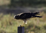 Northern Harrier