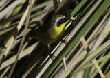 Common Yellowthroat