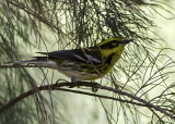 Towsends Warbler
