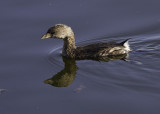 Pied-billed Grebe