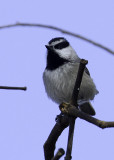 Mountain Chickadee