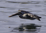 Brown Pelican