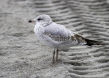 Herring Gull