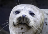 Harbor Seal