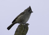 Oak Titmouse