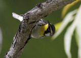 Yellow-throated Warbler