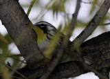 Yellow-throated Warbler