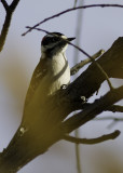 Downy Woodpecker