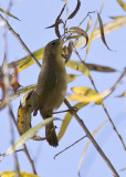 Common Yellowthroat (female)
