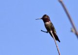 Annas Hummingbird