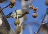 Orange-crowned Warbler