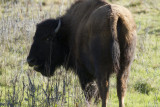 American Bison
