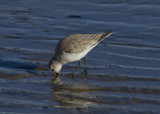 Sanderling