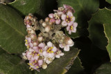 Lemonadeberry  (<em>Rhus integrifolia</em>)