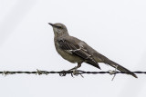 Northern Mockingbird