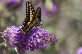 Anise Swallowtail (<em>Papilio zelicaon</em>)