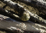 Northern Waterthrush