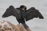 Double-crested Cormorant (Cambria, CA)