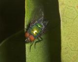 Oriental Latrine Fly (<em>Chrysomya megacephala</em>)