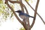 Western Scrub Jay