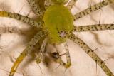 Green lynx spider (<em>Peucetia viridans</em>)