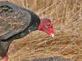 Turkey Vulture - close up of feeding