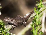 Western Fence Lizard (<em>Sceloporus occidentalis</em>)