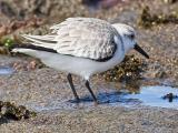 Sanderling