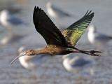 White-faced Ibis